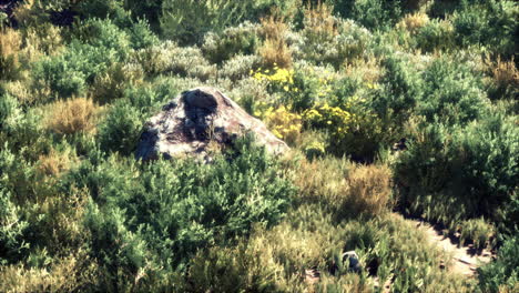 solid rock in the middle of green ground