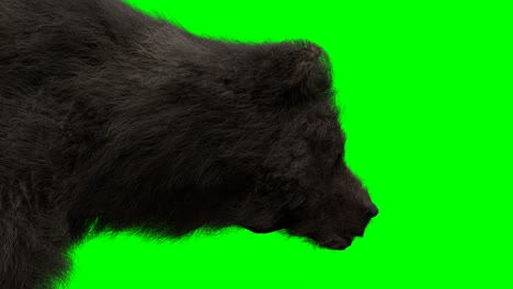 walking bear. green screen realistic animation.