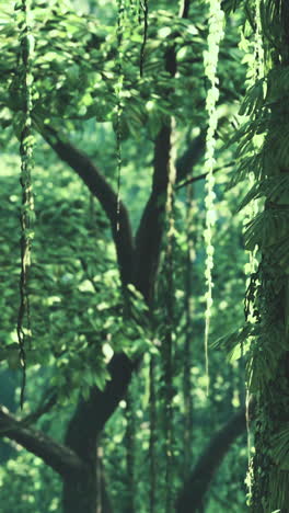 jungle with vines and green leaves