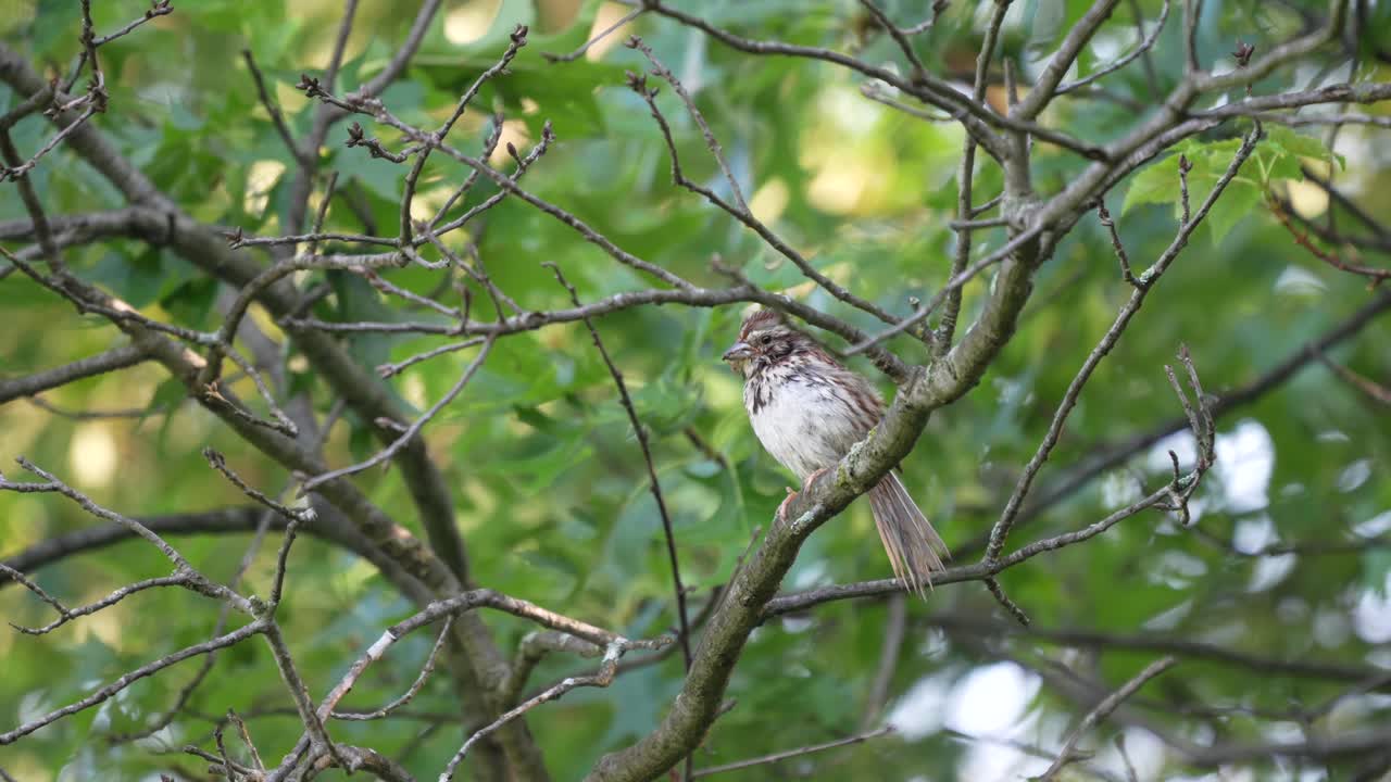 나무 안의 가지에 앉아서 세상을 바라보는 노래의 비둘기