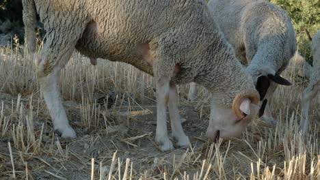 Sheep-grazing-pasture