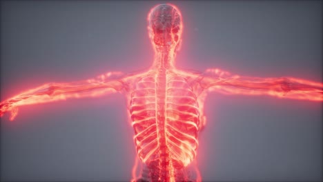 vasos sanguíneos del cuerpo humano