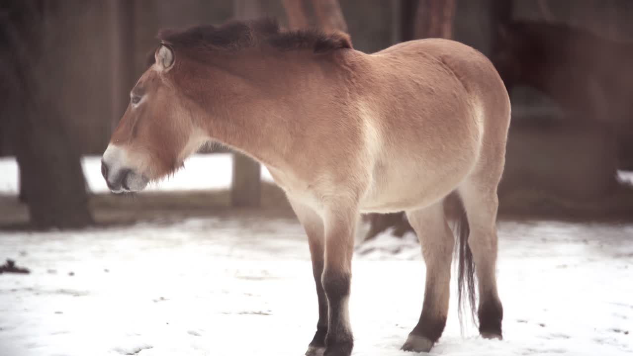 primer plano de przewalski caballo salvaje en invierno