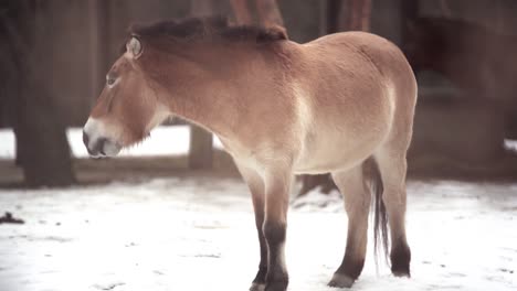 closeup of przewalski wild horse in winter