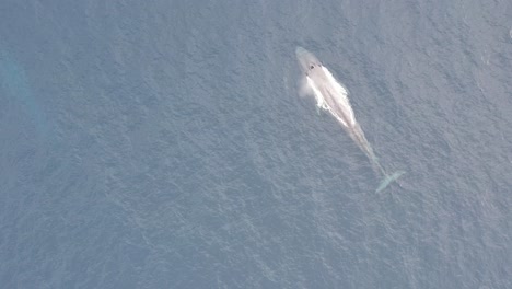 dos ballenas azules nadando en el océano de australia occidental viniendo a respirar