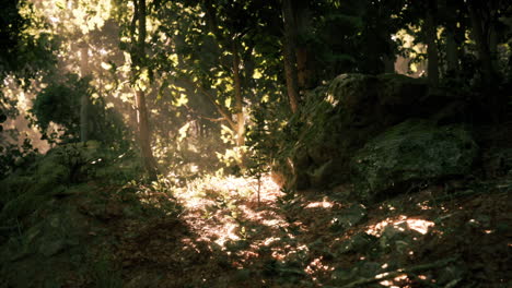 la luz del sol se filtra a través de los árboles en un entorno forestal sereno durante el mediodía