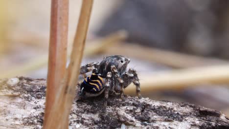 Pfauenspinne,-Männlicher-Maratus-Spicatus