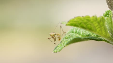 Makroaufnahme-Einer-Winzigen-Gottesanbeterin-Auf-Einem-Grünen-Blatt,-Die-Ihre-Vorderbeine-Reibt