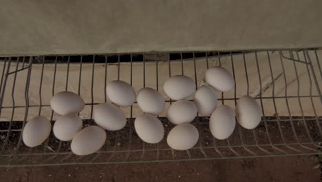 free-range: white eggs being produced in a coop of happy chickens on a farm in brazil