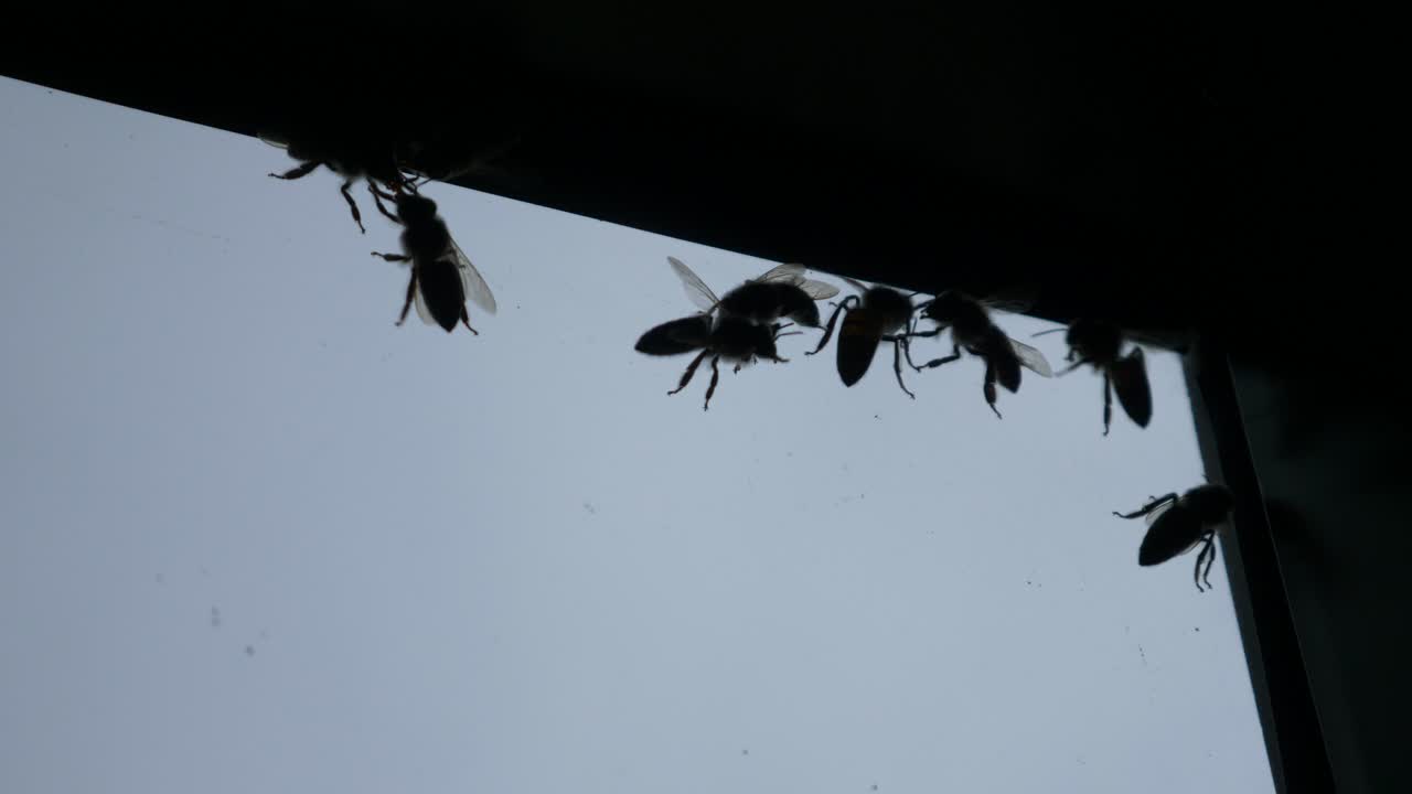 Group of honey bees are trying to pass through the glass.