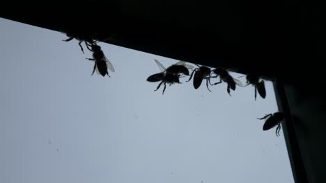 group of honey bees are trying to pass through the glass.