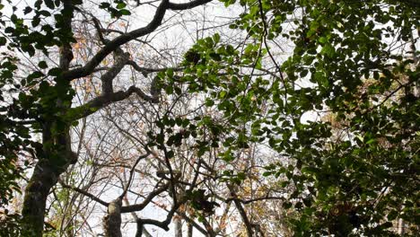 wind-thru-trees