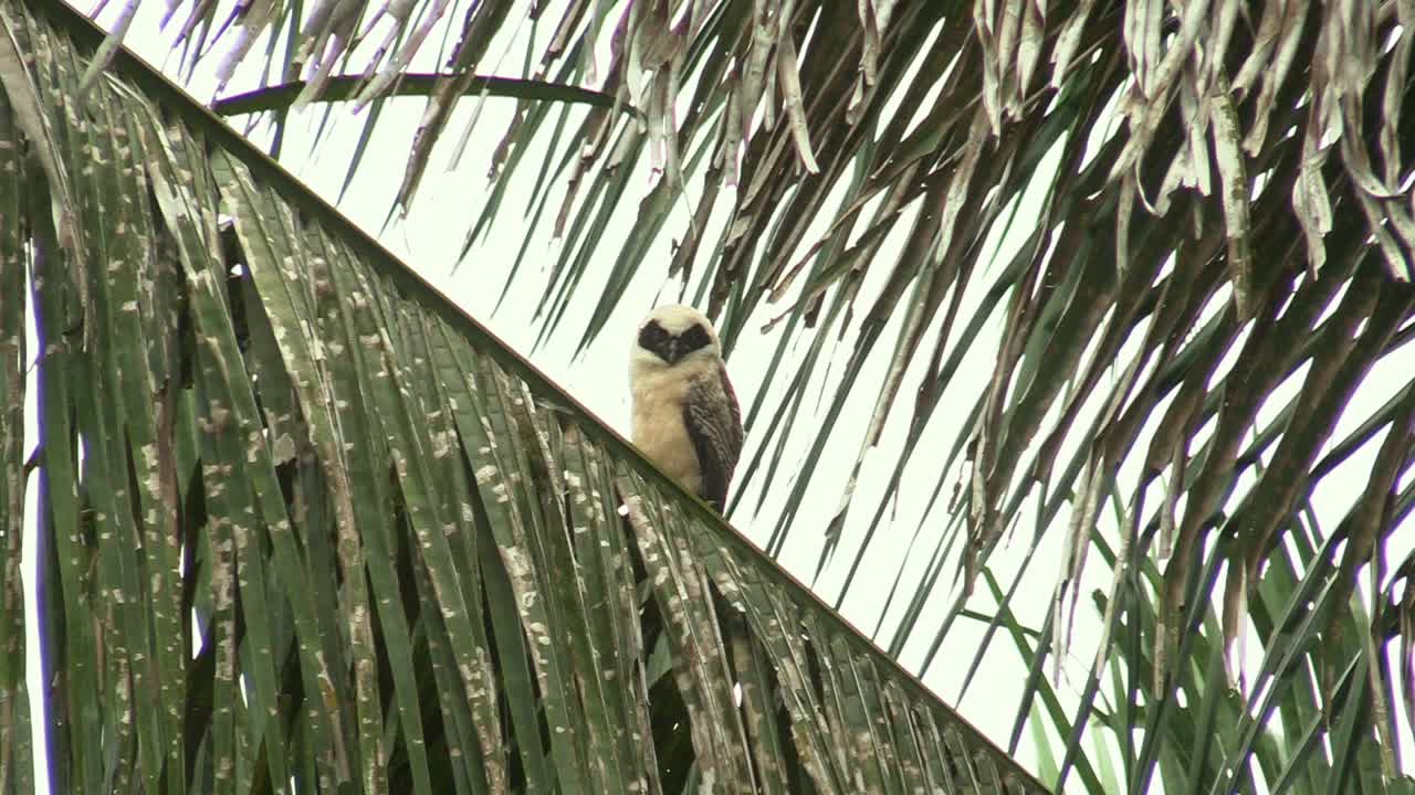 un búho de gafas juvenil posado en una rama de un árbol de coco y mirando fijamente a la cámara - se inclina hacia arriba