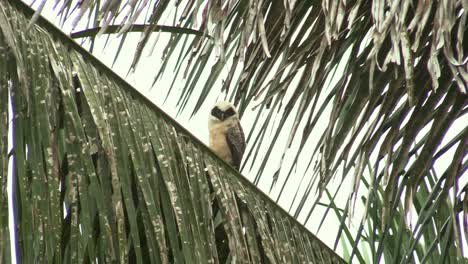 a juvenile spectacled owl perched on a coconut tree branch and staring at the camera - tilt up