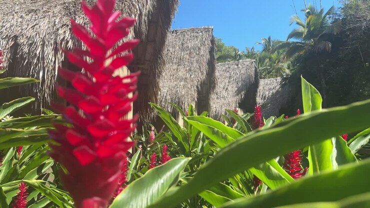 Uma vibrante flor tropical vermelha cercada por folhas verdes exuberantes.