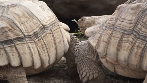 tortoise walking through sand looking for food and mate