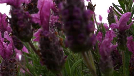 slow pan through beautiful brightly colored pink and purple lavender plant on moody autumn day with green background and low depth of field