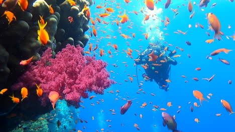 underwater photographer swims past pink alcyonacea and tropical fish towards camera