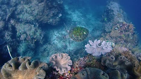 turtle is swimming slowly on a reef filled with colorful corals