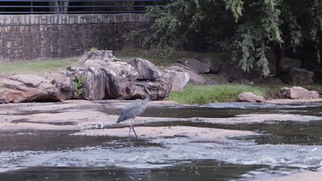 Grey-heron-walking-through-a-stream-in-a-city-park