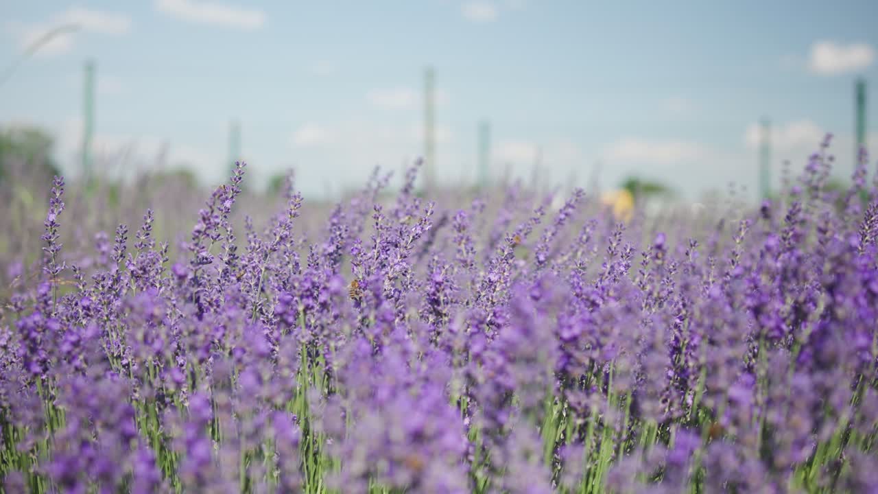 hermoso campo de flores de lavanda en el jardín
