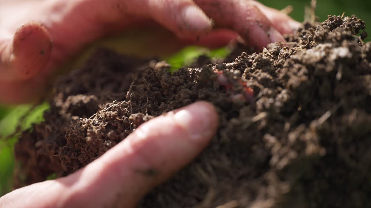Mani che tengono delicatamente e indicano un lombrico in una zolla di terra, primo piano.