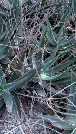 cactus y suculentas en un invernadero