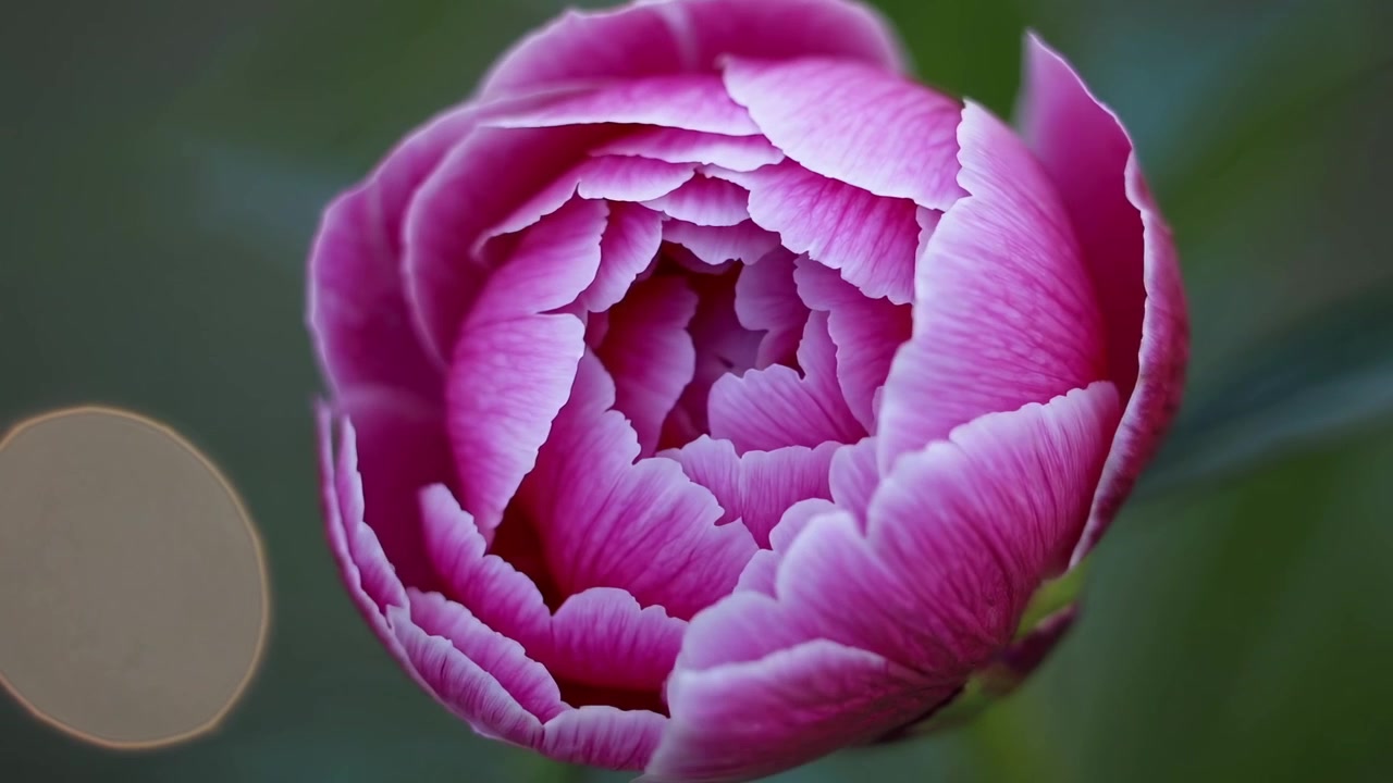 Time-lapse di un fiore di peonia rosa che sboccia