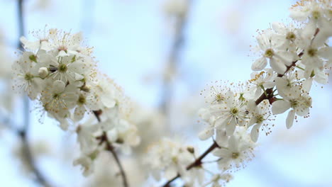 tree branches with flowers in spring. two branches of blooming cherry tree