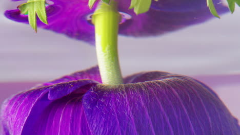 primer plano de una flor púrpura