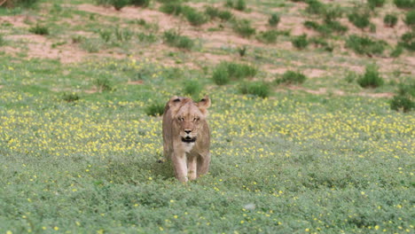 León-Africano-Caminando-Por-El-Campo-De-Hierba-Verde---Plano-Amplio