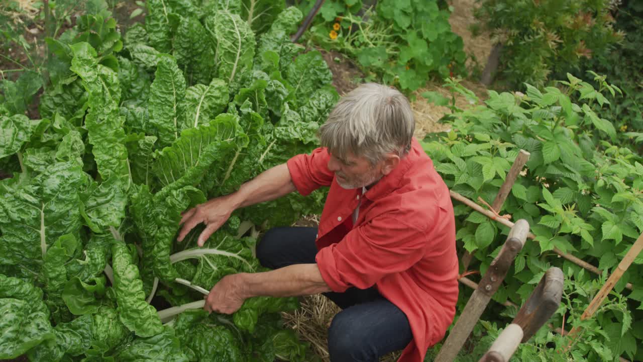 고위 백인 남성이 수확하고 정원에서 혼자 일하고 있습니다.