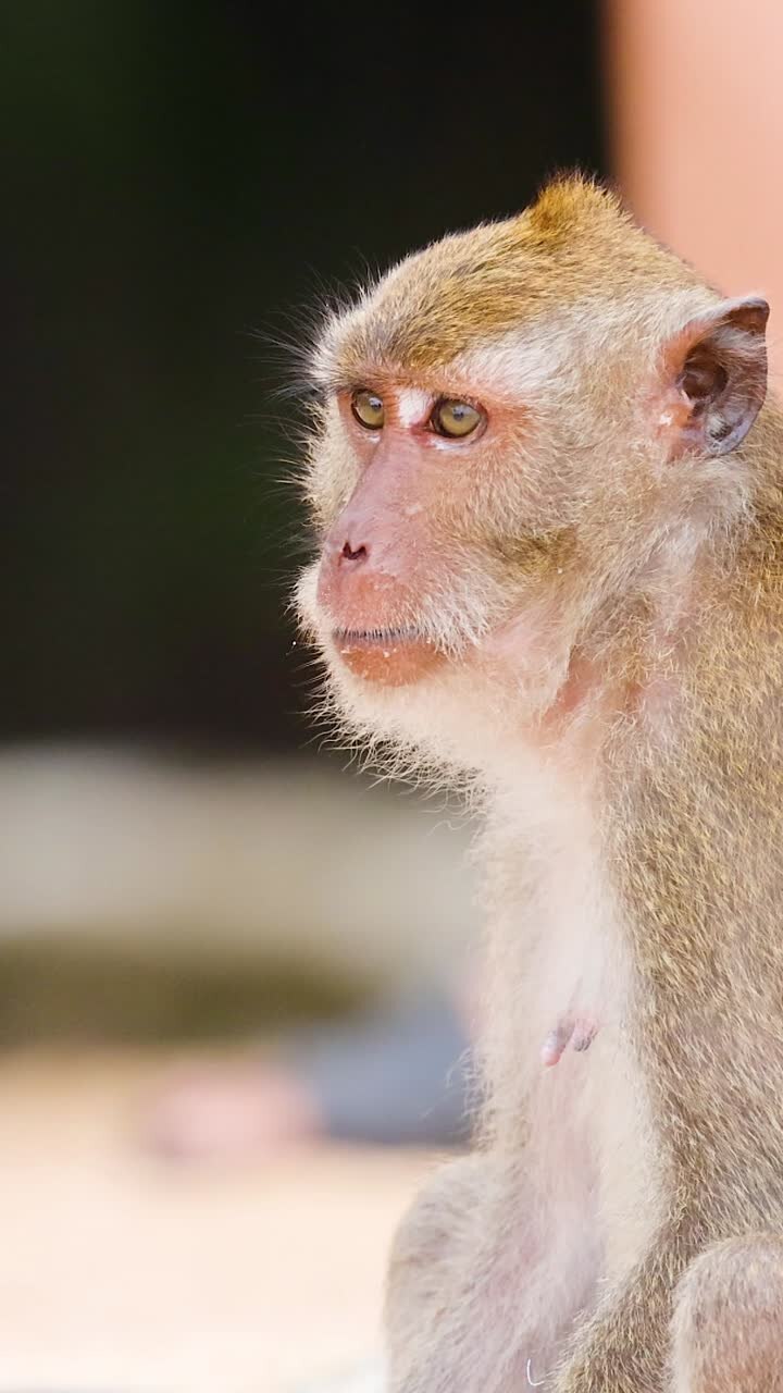A monkey sits among standing tourists