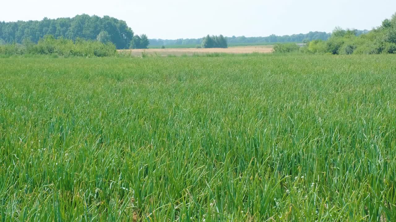 땅에서 자라는 초록 양파, 유기농 농업, 에서 줄. 은 초록 양배추