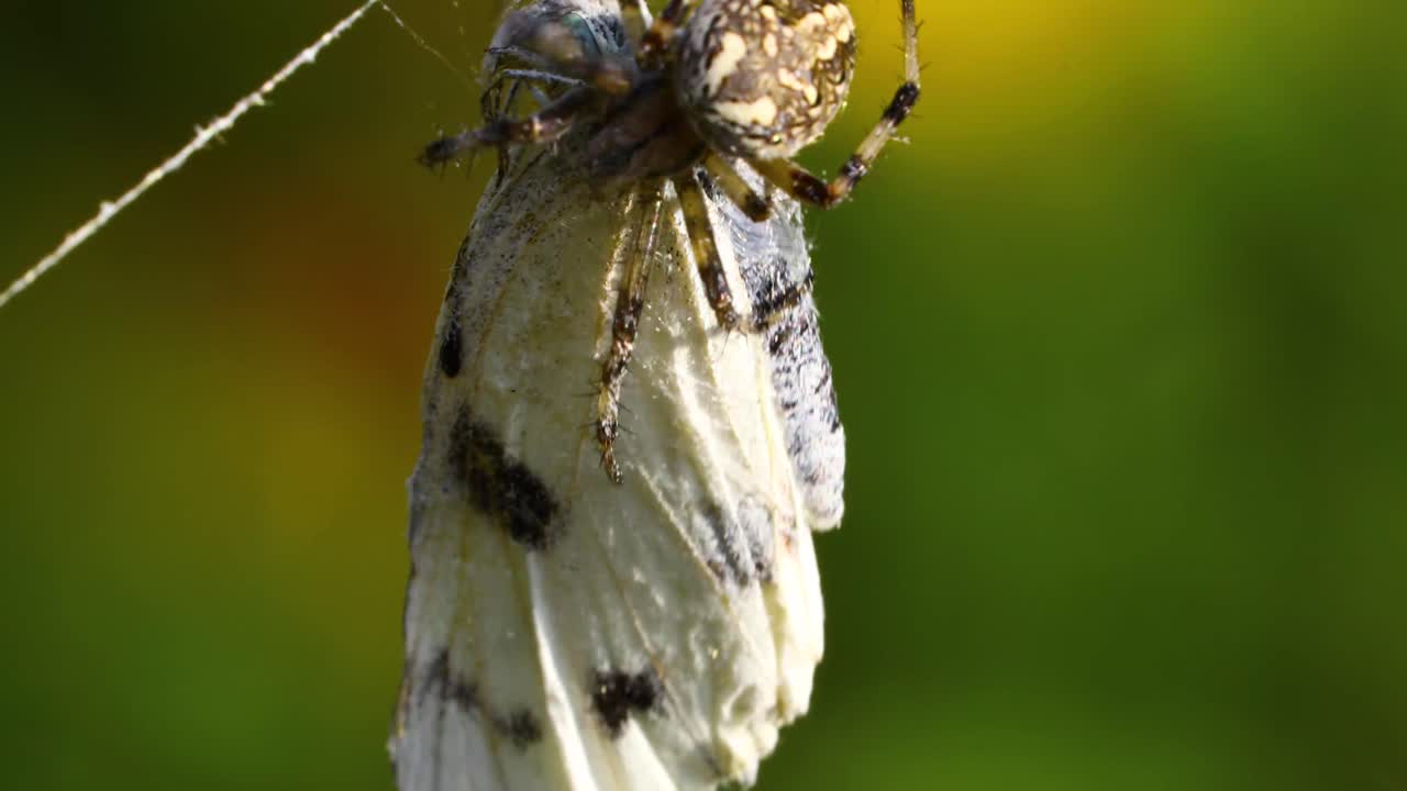video macro de una araña comiendo una mariposa blanca