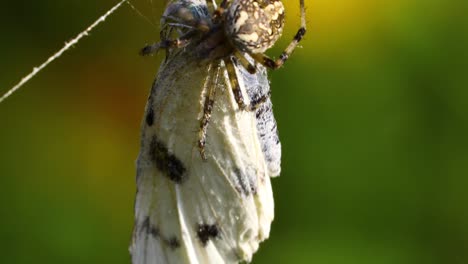 video macro de una araña comiendo una mariposa blanca