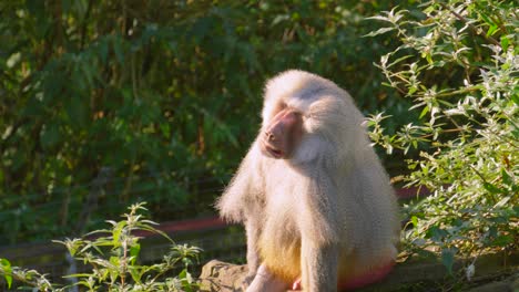 hamadryas baboon monkey looking around environment as camera pans across. wildlife footage 4k