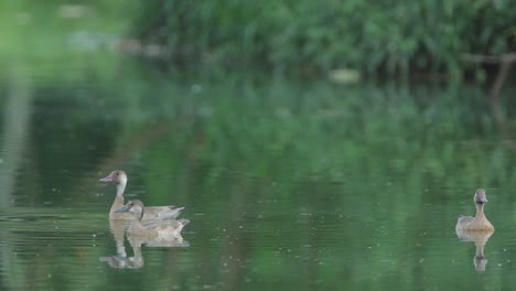 group-of-male-and-female-Brazilian-Teals-swimming-on-a-lake