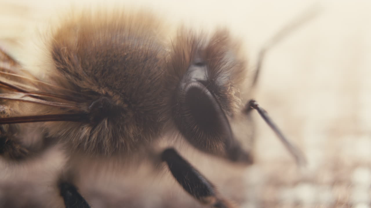 Macro Close-up of a Honeybee