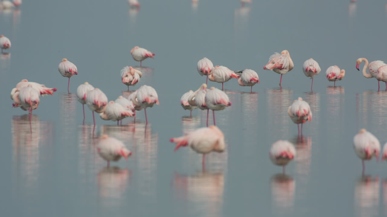 델타 플라밍고 14