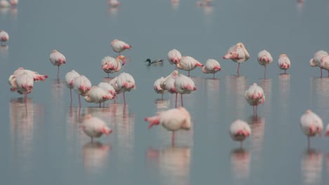 Delta-Flamingos-14