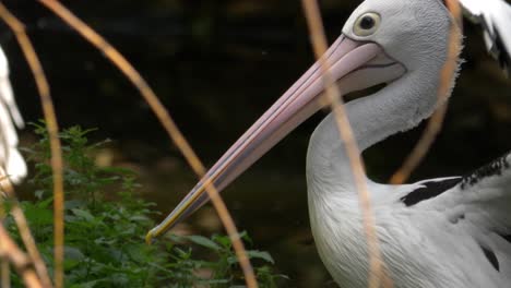 long closeup of large australian pelican stretching and flapping wings