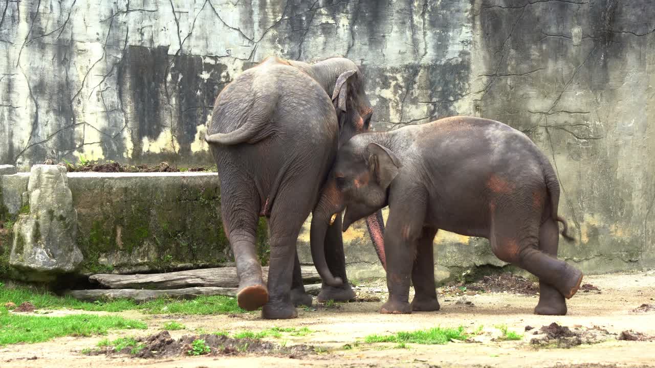 Sød mor og unge asiatisk elefant, elephas maximus, set holde sammen med en lille kalv, der følger moren rundt, viser kærlighed og hengivenhed, nærbillede