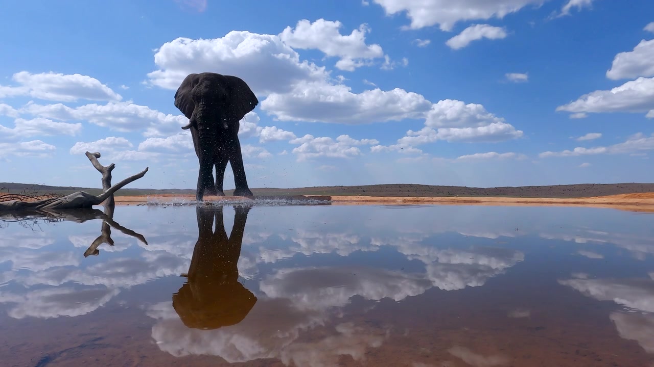 Waterhole with reflection of African elephant bull splashing water to cool down