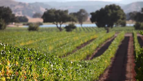 Disparo-De-Belleza-De-Una-Hilera-De-Vides-Cuidadas-En-El-Valle-De-Santa-Ynez-Ava-De-California-2