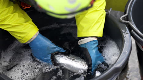 veterinarian inspects salmon on fish farm for parasites on scales