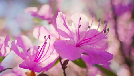 close-up of pink azaleas