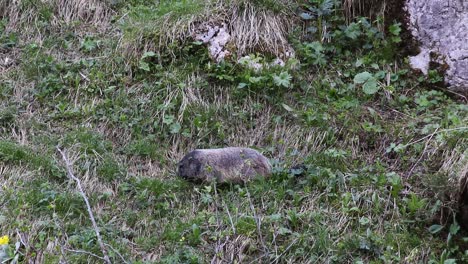 marmot walking and eating grass