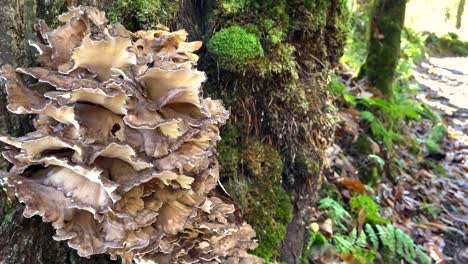 extreme close up shot of tree mushroom in woodland area