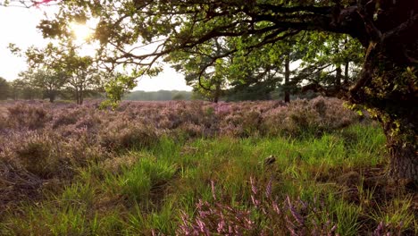 Slow-shot-and-walking-in-purple-blossoming-heathland,-National-Park-De-Meinweg,-Netherlands---4k60p